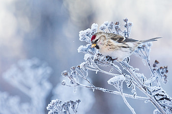 Bird, snow, iarna, winter, frozen, pasari HD wallpaper