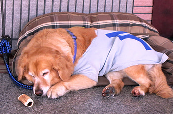 Afternoon nap, dog, bedquilt, toy HD wallpaper