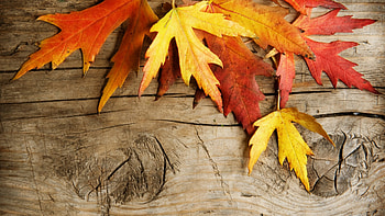 Fall on Board, Firefox theme, leaves, wood, fall, autumn, board HD wallpaper