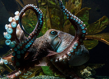 Inky the octopus, Anthropomorphism's upsides, The New Yorker article, Octopus intelligence HD wallpaper