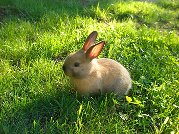 Cool Bunny, beautiful HD wallpaper