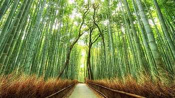 Bamboo forest , Nature's sanctuary, Peaceful escape, Serene greenery HD wallpaper