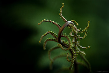 Leaves, Plant, Macro, Blur, Smooth, Branches HD wallpaper