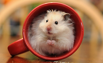 hamster , Adorable and furry, Curious little creatures, Cute hamster moments HD wallpaper