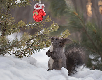 That's my glove?, winter, glove, black, craciun, iarna, christmas, veverita, squirrel, animal HD wallpaper