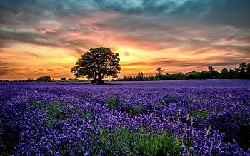 Flower Field, Flower, field, tree, sunset HD wallpaper