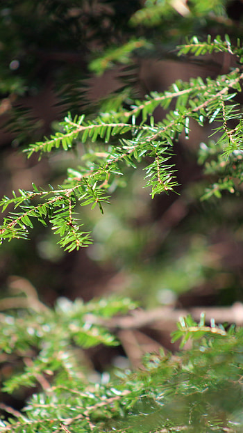 NV26 tree bokeh, Woodland beauty, Nature's essence, Captivating HD phone wallpaper