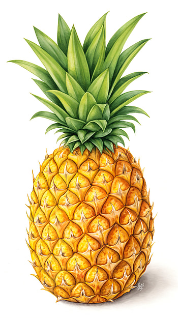 Pineapple Delight: Your Tropical , fruit, tropical, nature, illustration HD phone wallpaper