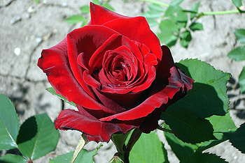 Red rose, buds, soft, bloossoms, delicate, bud, red, nature, flowers, blooms, lovely HD wallpaper