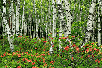 Birch , Birch backgrounds, 60 HD wallpaper