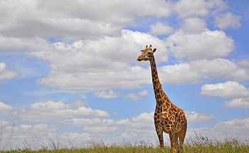 Giraffe, natu, Animal, Sky, cloud HD wallpaper