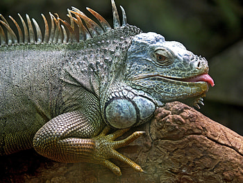 Animals, Lizard, Reptile, Iguana, Jungle HD wallpaper