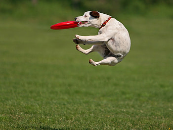 Funny-Dog-Catching-Dish, dog, funny, pet, playful HD wallpaper