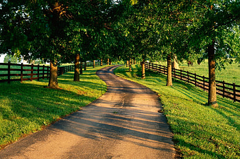 Path at the forest, path, fence, nature, forest, tree HD wallpaper