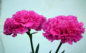 Carnation flower, Pink beauty, Nature's charm, Floral HD wallpaper