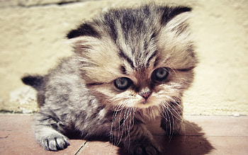 Animals, Fluffy, Kitty, Kitten, Muzzle, Sight, Opinion, Sweetheart, Nice HD wallpaper