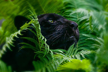 Panther, black, leopard, cats, cat, forest, fern HD wallpaper