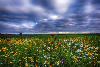 field of flowers, sky, nature, flowers, field HD wallpaper