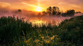 Lakeside Morning At Dawn, pond, shore, fog, landscape, trees, flowers, irises HD wallpaper