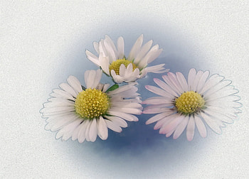 White effect, white, floral, soft, effect, beauty, background, nature, flowers, lovely, macro HD wallpaper