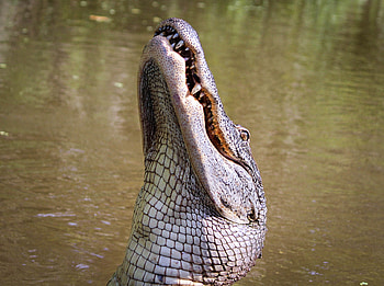 Animals, Predator, Reptile, Carnivorous, Alligator HD wallpaper