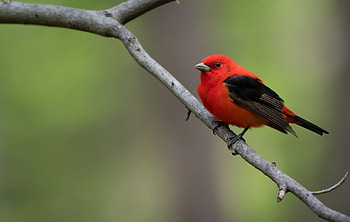 Scarlet Tanager (piranga olivacea), scarlet tanager, Animal, tanager HD wallpaper