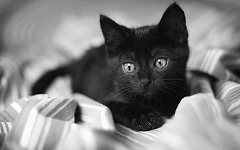 Animals, Kitty, Kitten, To Lie Down, Lie, Kid, Tot, Bed HD wallpaper