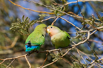 Lovebirds as pets, Affectionate, Comparison, Other birds HD wallpaper