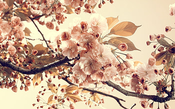 Plants, Flowers HD wallpaper