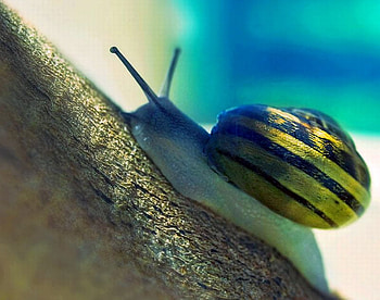 Snail, cute, beautiful HD wallpaper