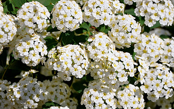 Plants, Flowers HD wallpaper