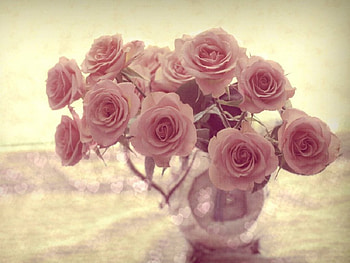 pink roses, still life, pink, roses, nature, flowers HD wallpaper
