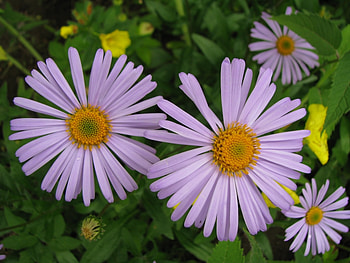 Plants, Flowers HD wallpaper