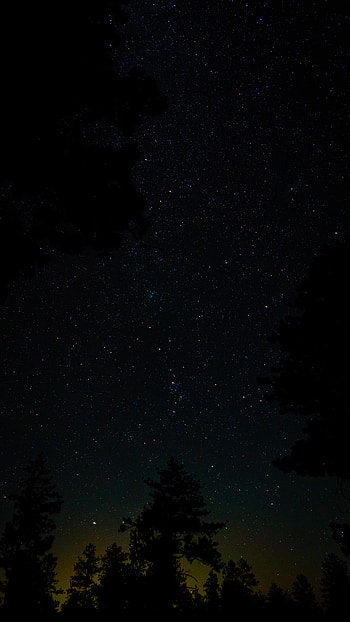 Stars, Night, Dark, Starry Sky, Fir, Spruce HD phone wallpaper