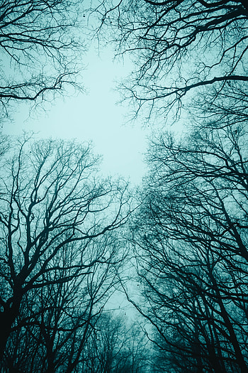 Nature, Trees, Sky, Autumn, Fog, Branches HD phone wallpaper