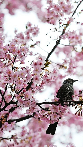 Spring, Adorable HD phone wallpaper