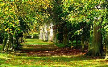 Nature, Trees, Grass, Summer, Park, Vegetation, Greens, Rows, Ranks, Serenity HD wallpaper
