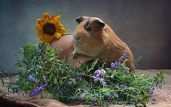 Animals, Flowers, Jug, Guinea Pig, Rodent HD wallpaper