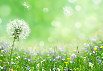 Flowers Field, bokeh, green, spring flowers, nature, flowers, pring, splendor HD wallpaper