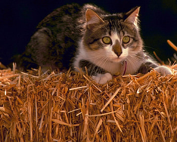 Kitten, cats, kittens HD wallpaper