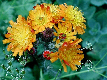 Pretty Yellow Flowers, pretty, yellow, nature, flowers, beauty HD wallpaper