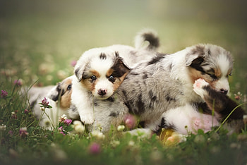 ღ❤ღ, dog, animal, cute, beautiful HD wallpaper