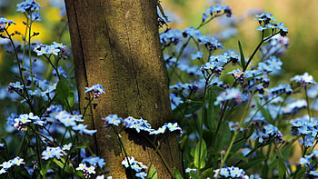 Flowers, Plant, Macro, Field HD wallpaper