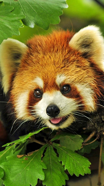 Canopy Cutie — Red Panda , tree, cute, Animal, red panda HD phone wallpaper