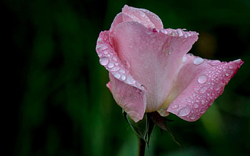 Pink, Drops, Flower, Macro, Rose Flower, Rose HD wallpaper
