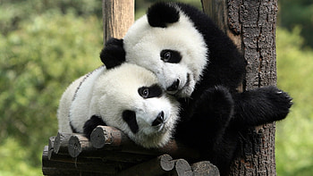 Animals, Pandas HD wallpaper