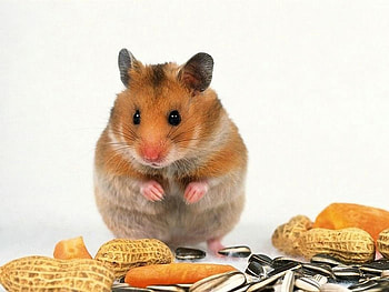 Animals, Hamsters HD wallpaper