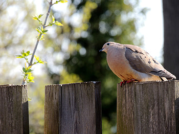 Morning Dove, Bird, graphy, Fence, Spring HD wallpaper
