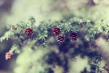 Nature, Cones, Blur, Branch, Spruce, Fir HD wallpaper