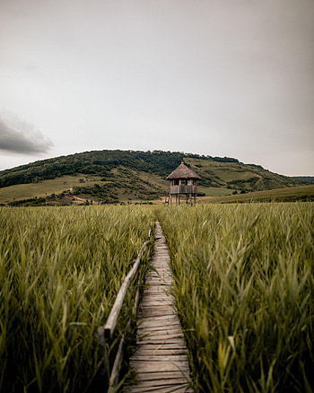 Nature, Grass, Building, Path, Dahl, Distance, Hill HD phone wallpaper